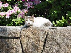顔見知りの野良