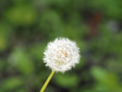 タンポポの綿毛