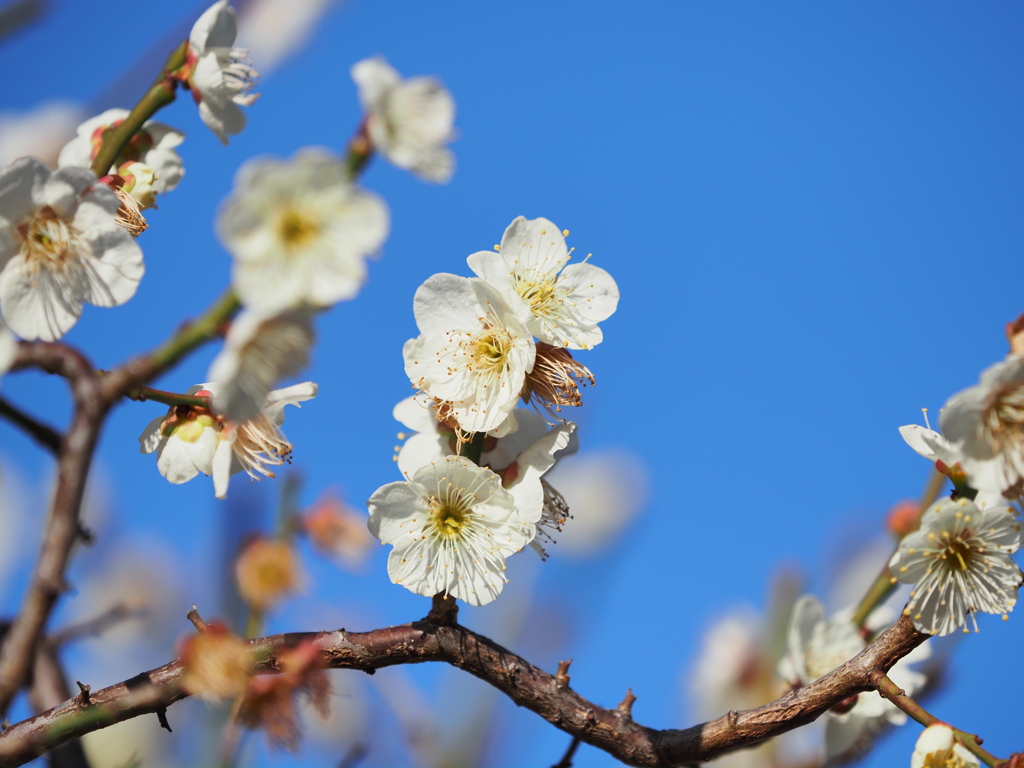 梅の花その２