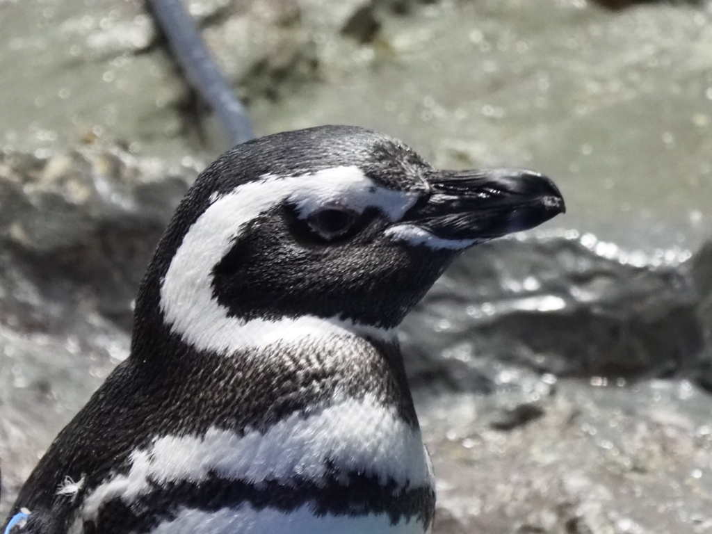 ペンギンその7