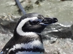 ペンギンその7