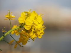 菜の花２
