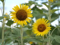 ひまわりその１１