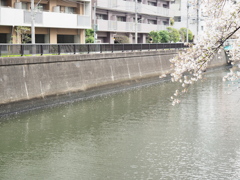 京急蒲田駅周辺の桜その６