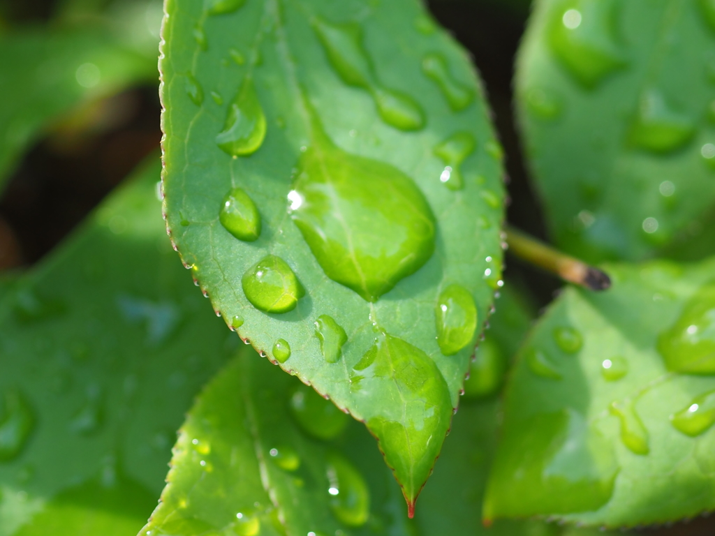 マクロ撮影練習