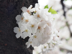 京急蒲田駅周辺の桜その９