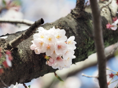 仙台堀川の桜その１７