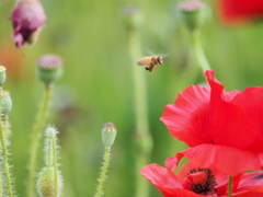 ミツバチその１