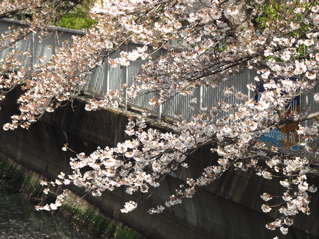 仙台堀川の桜その４