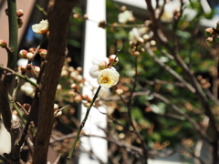 近所の梅その１