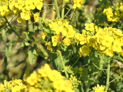 ソレイユの丘その６