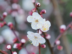 梅の花その７