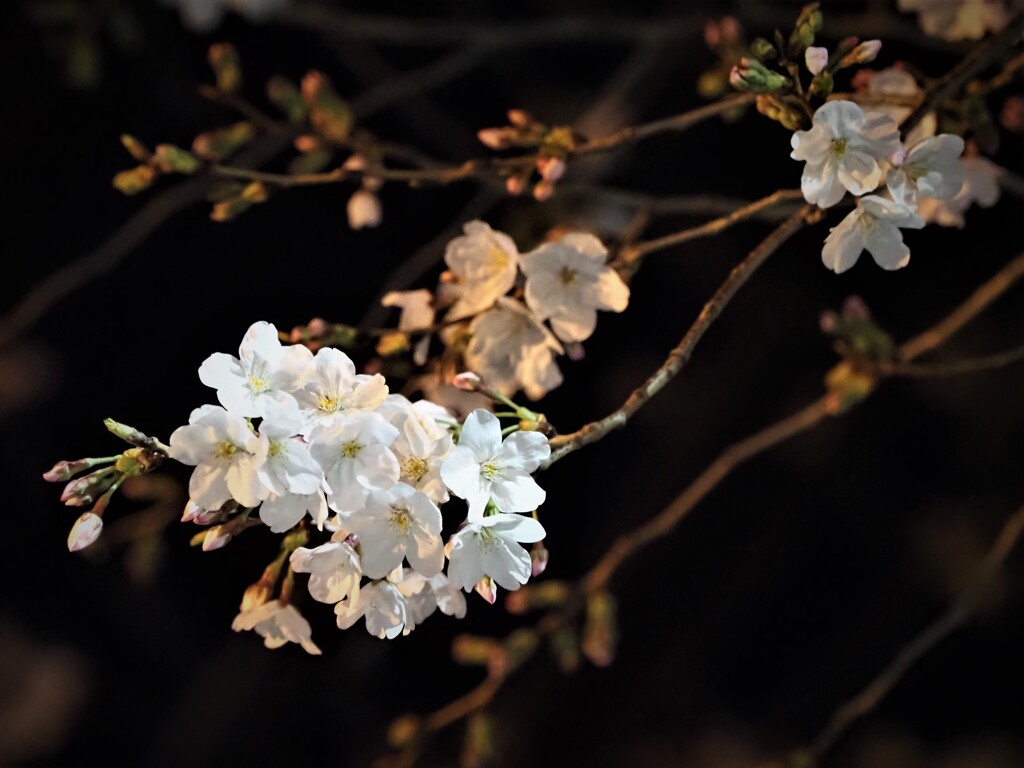夜桜その２