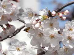 ミツバチとの遭遇