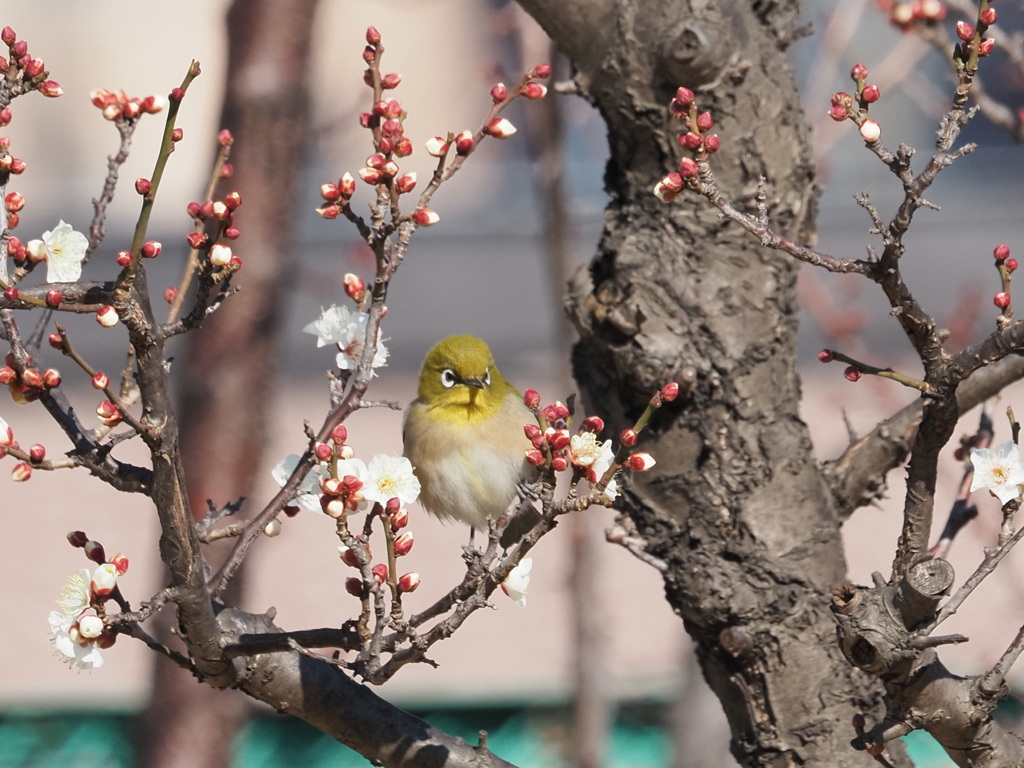 メジロさん