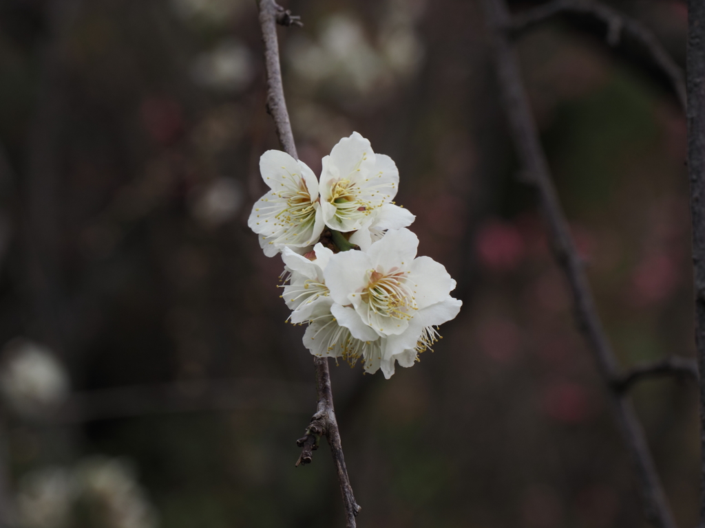 池上梅園の梅その５