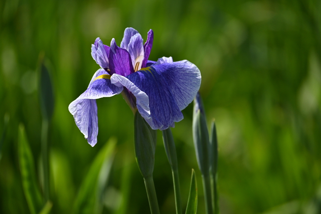 堀切菖蒲園にてその2