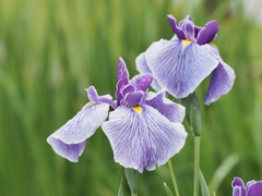 堀切菖蒲園その１１