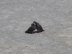 つがいの鳩