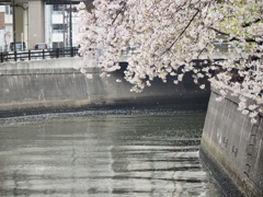 京急蒲田駅周辺の桜その２