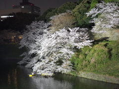 千鳥ヶ淵夜桜
