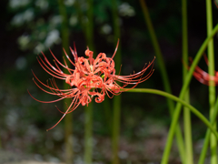 西方寺の彼岸花その１０