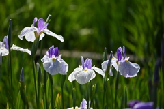 堀切菖蒲園その５