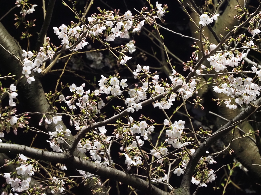 夜桜その８