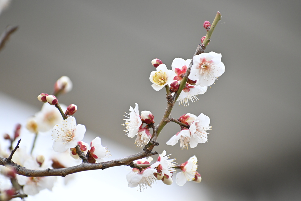 公園の梅試し撮りその１