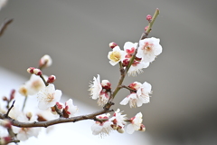 公園の梅試し撮りその１