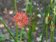 西方寺の彼岸花その１１
