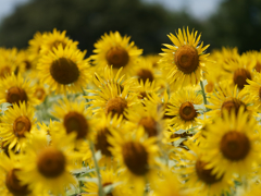 座間のひまわりその６