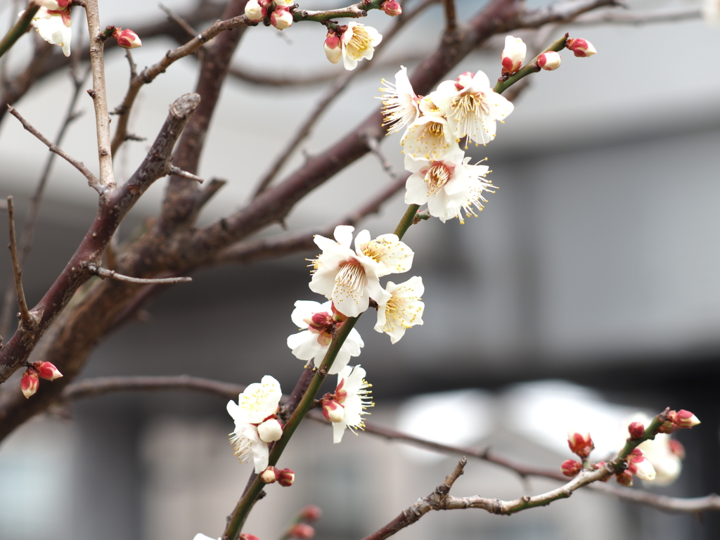 梅の花その５