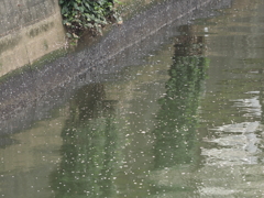 京急蒲田駅周辺の桜その２０