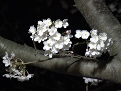 夜桜その１