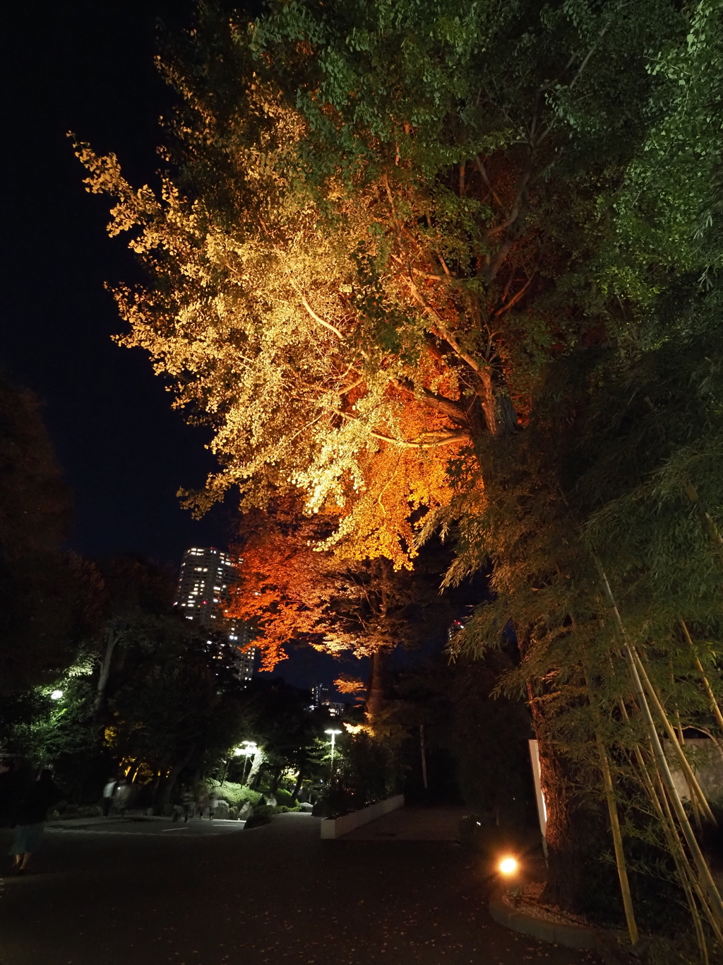 八芳園イルミネーションその１