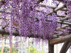 亀戸天神藤棚その９