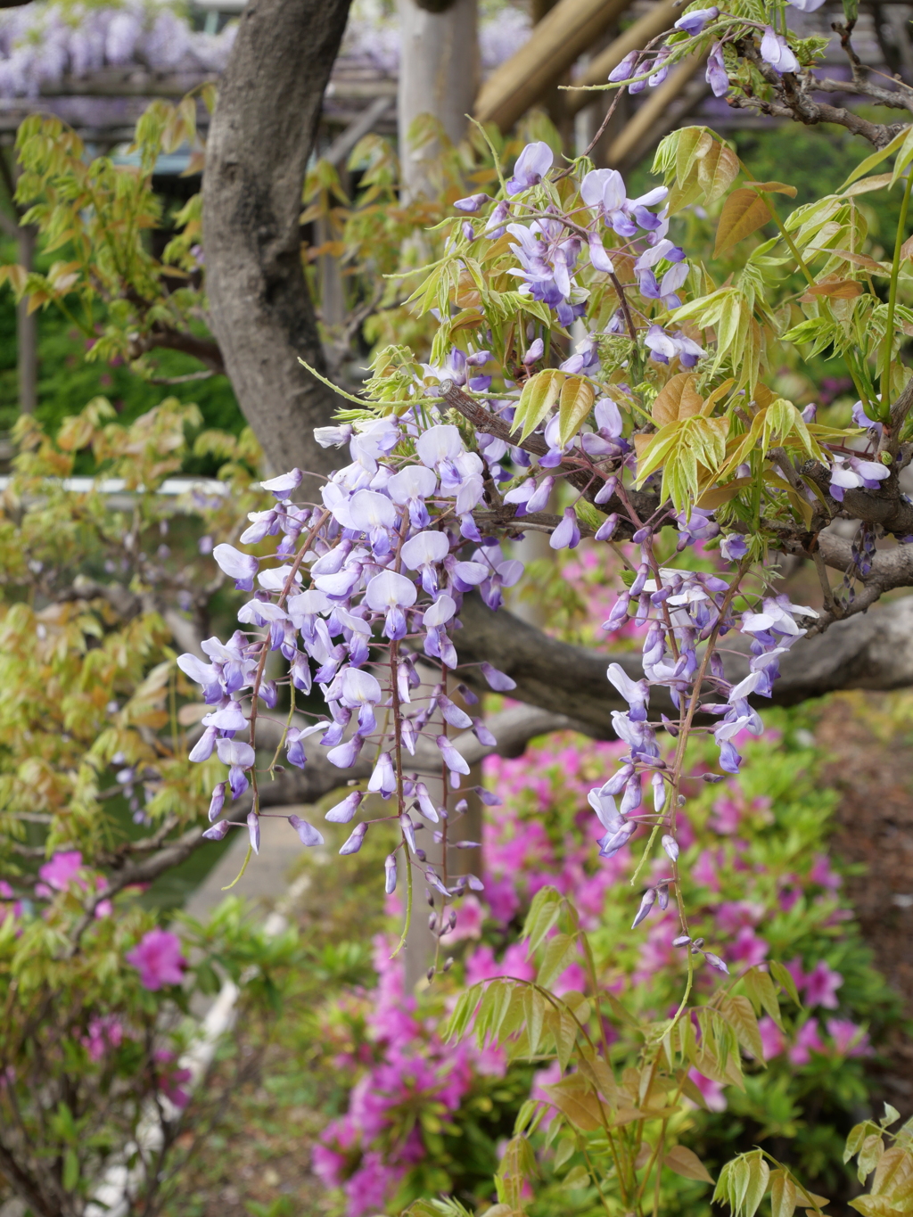 晴れの藤棚その４
