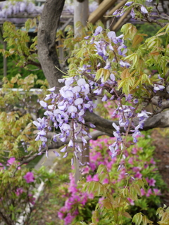 晴れの藤棚その４