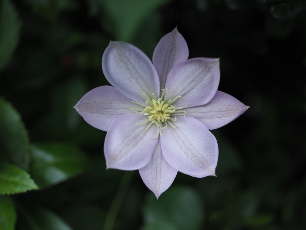 なんだこの花？