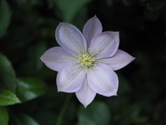 なんだこの花？