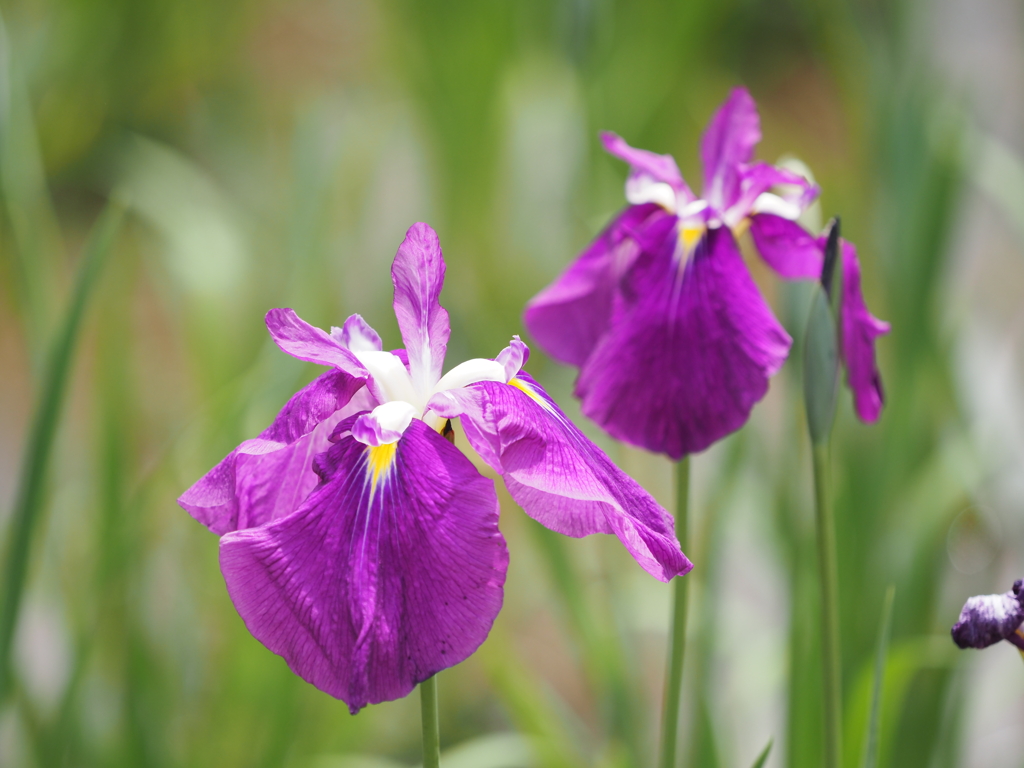 堀切菖蒲園２０２０その１