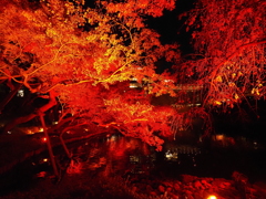 八芳園イルミネーションその１２