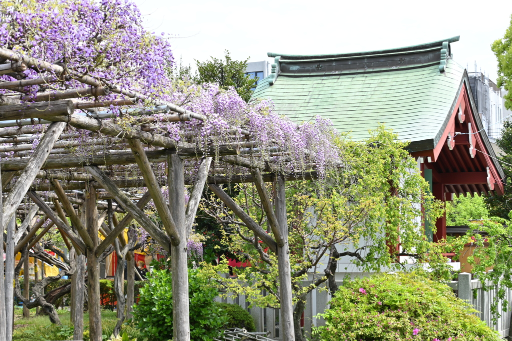 亀戸天神の藤棚その１１