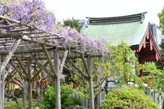 亀戸天神の藤棚その１１