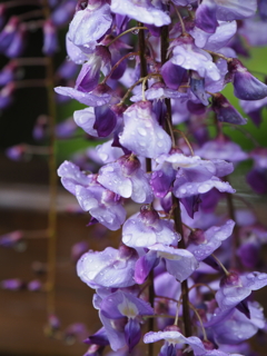 亀戸天神藤棚その１９