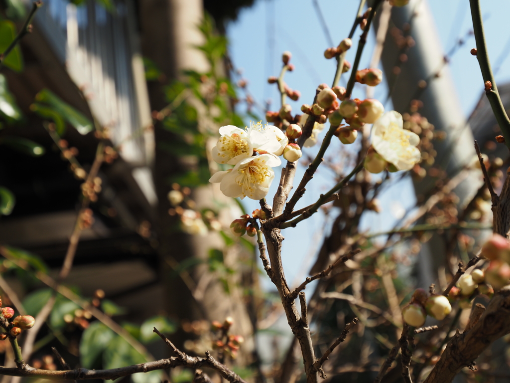 近所の梅その３