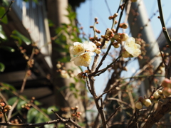 近所の梅その３