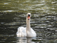 皇居のお堀に居る