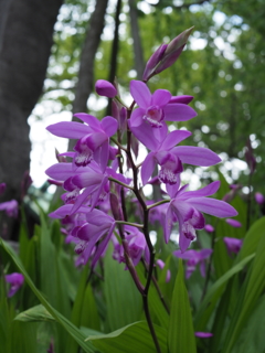 神社の紫蘭